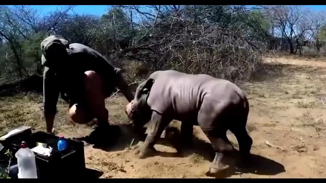 Mały nosorożec myślał, że lekarze chcą skrzywdzić jego matkę, więc starał się ją chronić