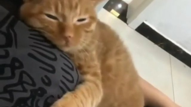 Kotek chce się przytulić