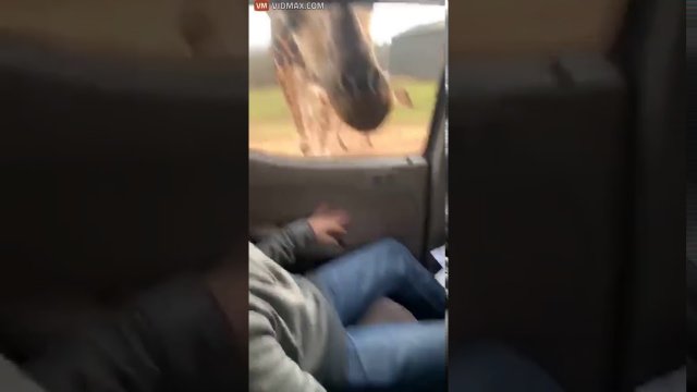 Wypoczynek z dzieckiem na Safari - uwaga na żyrafy