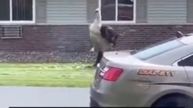 Policjant powala emu na ziemię