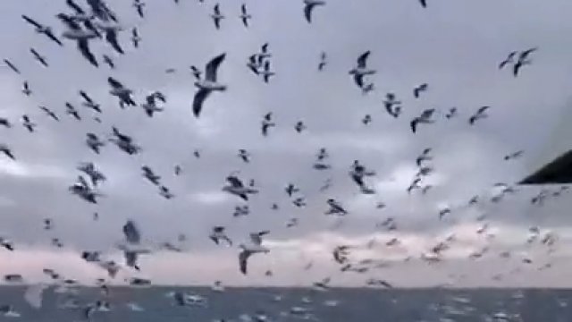 Niesamowita ilość ptaków zebrała się nad łodzią rybacką