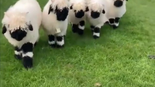 Puszyste owieczki wyglądające jak pluszane zabawki