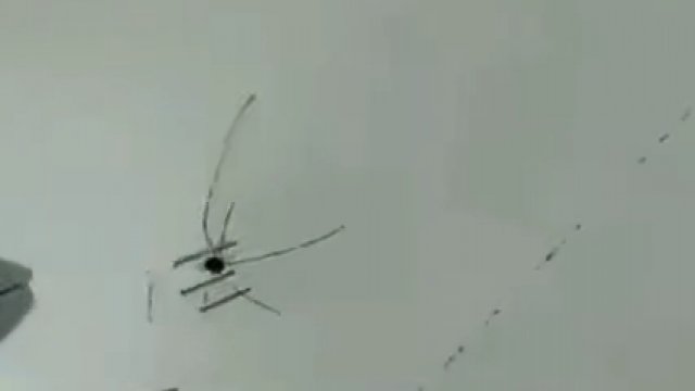 Próba przybicia pająka do ściany