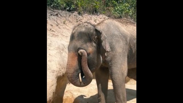 Tak wygląda słoń przecierający swoje oko