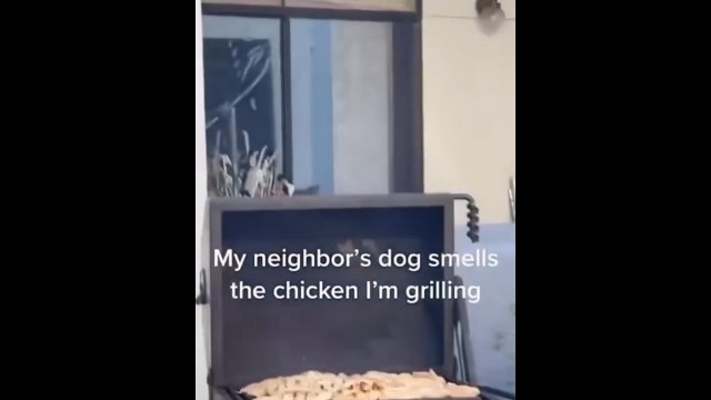 Pies sąsiadów wyczuł zapach grillowanego kurczaka