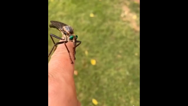 Przerażający owad, który przypomina zmutowanego komara