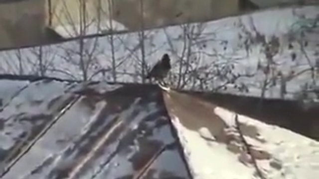 Wrona jeździ na snowboardzie na dachu budynku za pomocą pokrywki od słoika.