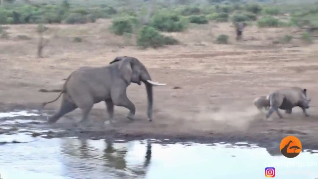 Słoń potwierdza dominację na swoim terytorium.