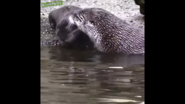 Mała wydra uczy się pływać. To była szybka i brutalna lekcja