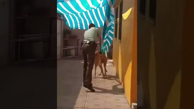 Policjant ratuje zaplątanego psa. Oglądajcie do końca :)