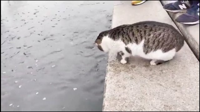 Kot potrzebował dosłownie kilku sekund, aby upolować rybę