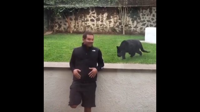 Pantera rzuciła się na człowieka w zoo. Tym razem bez szyby
