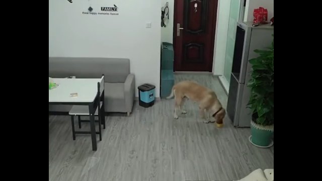 Mądry pies kradnie jedzonko z lodówki...