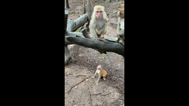 Małpka odrobinę oddaliła się od matki i wpadła w panikę