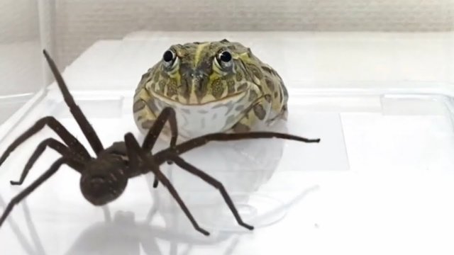 Żaba vs Pająk