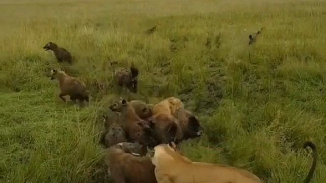 Wataha hien wybrała zły dzień na polowanie na lwa