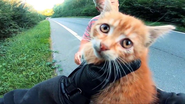 Motocyklista uratował kotka na drodze
