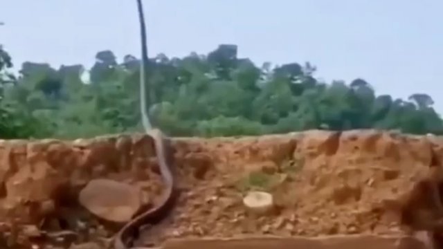 Wielki wąż podnoszący wysoko głowę