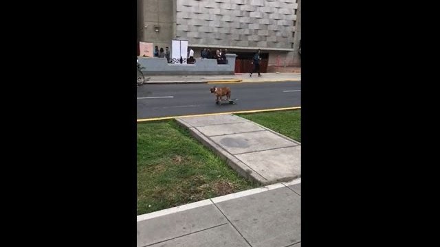 Pies jeździ na deskorolce po swojej okolicy