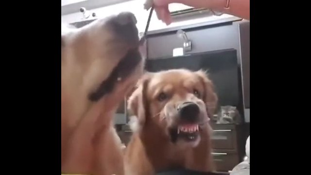 Jeden z psów nienawidzi dzielenia się jedzeniem