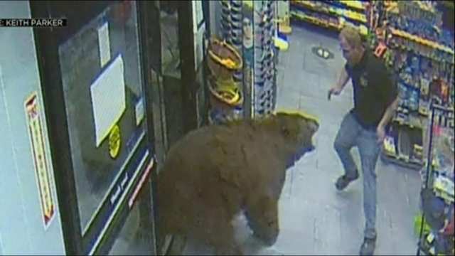 Niedźwiedź wpadł na zakupy na stację benzynową