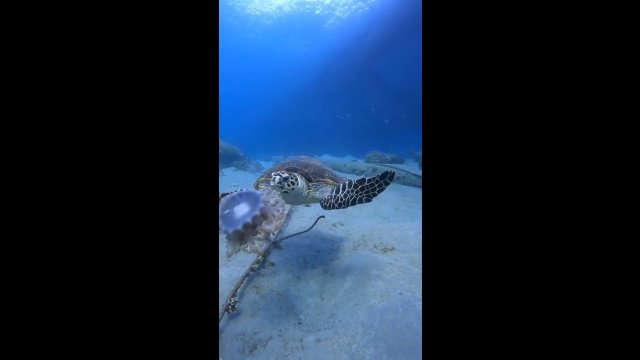 Przerażające i niesamowite sceny! Żółw atakuje i zjada meduzę
