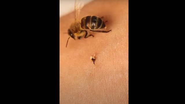 Niesamowity mechanizm działania żądła pszczoły