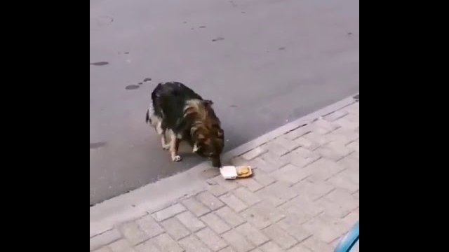 Facet postanowił podzielić się z bezdomnym psem swoim posiłkiem
