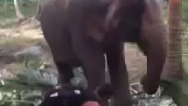 Facet podszedł za blisko do słonia i dostał z trąby