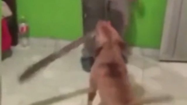 Pies zaatakował człowieka... maczetą