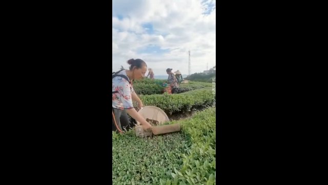 Zbieranie liści herbaty