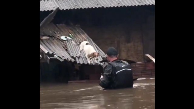 Poruszające nagranie akcji ratunkowej. Nie zapomnieli o zwierzętach!