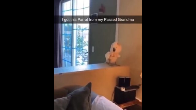 Papuga zadbała, aby nikt nie zapomniał śmiechu babci