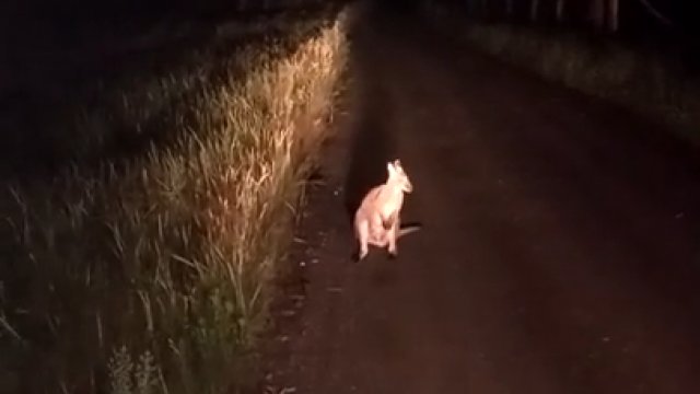 Leśniczy oniemiał. W nocy w lesie pod Włocławkiem spotkał... kangura!