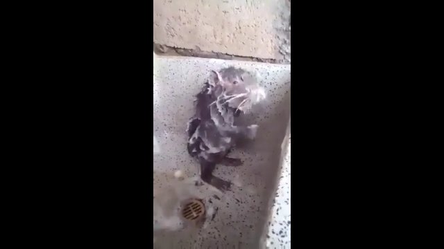 Szczur bierze prysznic jak człowiek