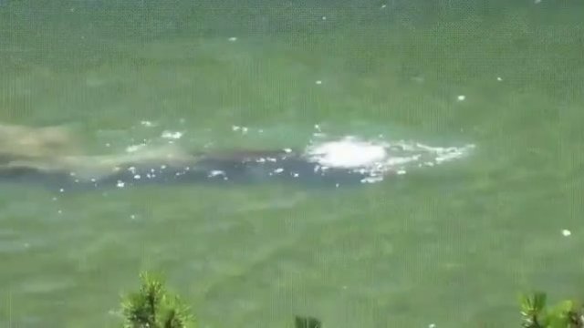 Nigdy wcześniej nie widziane nagranie potwora z Loch Ness