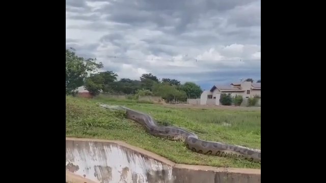 Ogromna anakonda zauważona w Brazylii