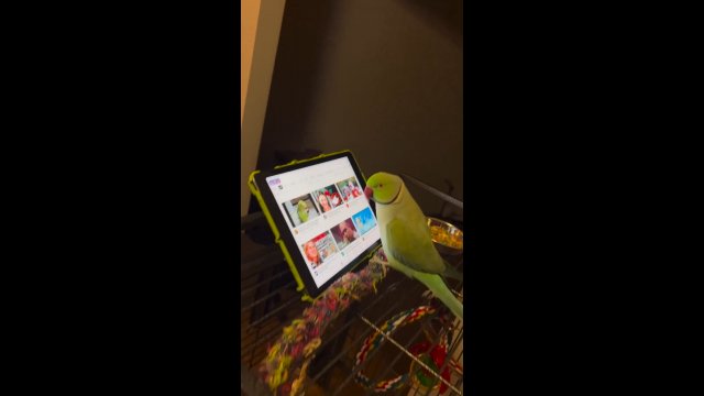 Papuga potrafiąca obsługiwać tablet. Nie tylko ludzie mogą korzystać z Internetu [WIDEO]