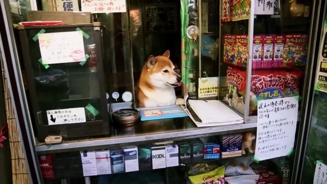 Niezwykły pies z Tokio, który... sprzedaje papierosy w kiosku! [WIDEO]