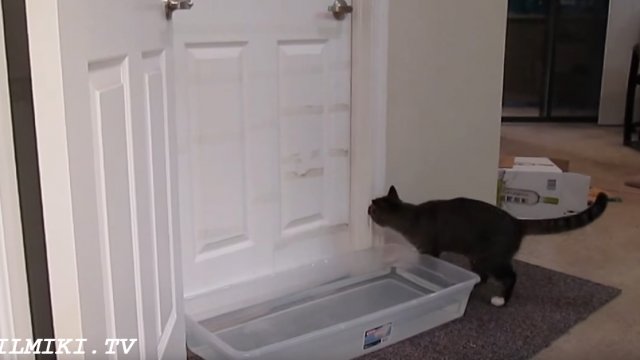 Właściciel kota chciał powstrzymać go przed wchodzeniem do pokoju