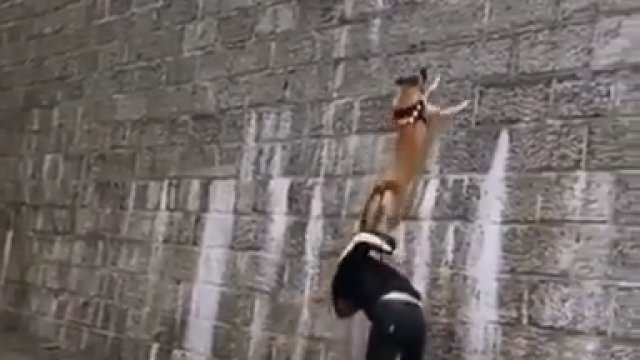 Pies wbiegający po ścianie