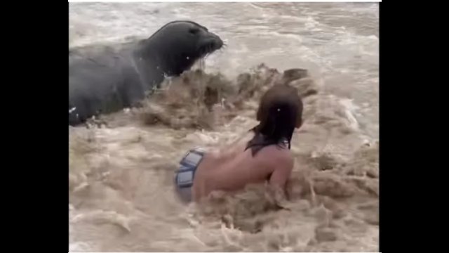 Foka zderzyła się z dzieciakiem, który radośnie biegł do wody
