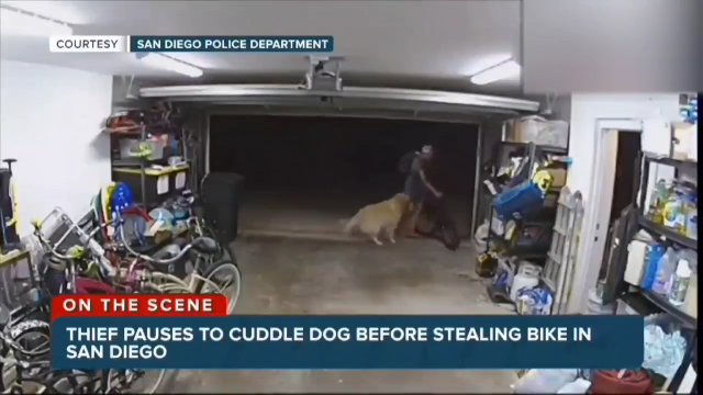 Złodziej włamał się do garażu. Zanim ukradł rower, przytulił psa