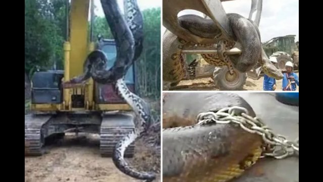 Ogromna anakonda na placu budowy w Brazylii [WIDEO]