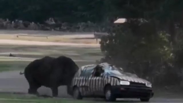 Wściekły nosorożec masakruje samochód w zoo. Golf III bez szans [WIDEO]