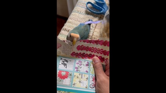 Ptak wycina kolorowe paski papieru i chowa je w ogon