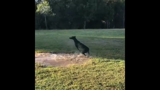 A przez kałużę typowy pies przechodzi tak... [WIDEO]