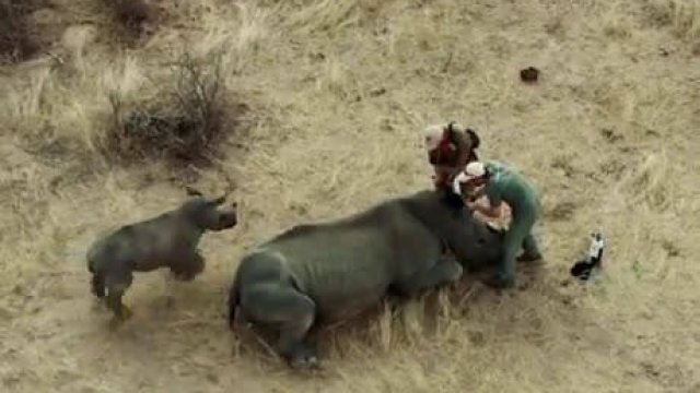 Mały nosorożec broni mamy przed weterynarzami