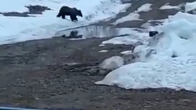 Rosjanie wysadzili w powietrze niedźwiedzia. Bombę schowali w jedzeniu