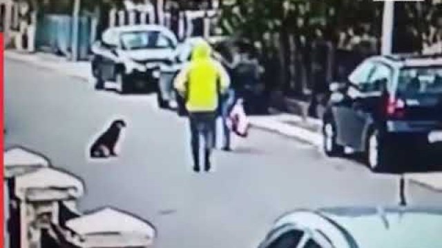 Bezpański pies broni kobietę przed rabusiem